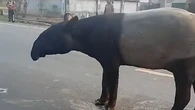BKSDA Ungkap Alasan Tapir Muncul di Jalan Mesuji