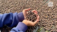 Memberdayakan Para Petani Indonesia untuk Menjawab Tantangan Industri Kopi Global