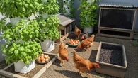 10 Kiat Hasilkan Uang dari Rumah Lewat Berkebun & Beternak, Modal Kecil, Cuan Lumayan