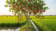 7 Pohon Buah untuk Tumpang Sari di Sawah, Tingkatkan Produktivitas dan Pendapatan Petani