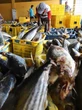 Stok Ikan untuk Ramadan 2021 Cukup, Tapi Harga Diprediksi Tetap Naik