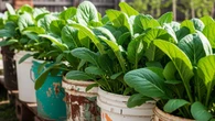 7 Cara Membuat Kebun Sawi Mini di Ember Bekas Cat, Praktis dan Hemat Lahan