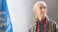 Jane Goodall Meninggal di Usia 91 Tahun, Sang Penyelamat Simpanse
