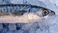 Manfaat Ikan Kembung untuk Ibu Hamil dari Nutrisinya, Dukung Tumbuh Kembang Janin