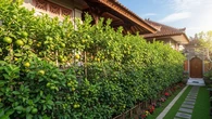 5 Jenis Pohon Buah yang Bisa Jadi Pagar Hidup Sekaligus Penghasil Panen untuk Rumah