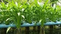 7 Cara Menanam Kangkung Menggunakan Air Kolam Ikan agar Tumbuh Subur dan Cepat Panen