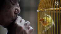 Putar Suara Burung Bisa Kena Royalti, Ini Penjelasan LMKN