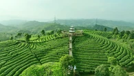 Menjaga Aroma dan Rasa, Kisah di Balik Perjalanan Panjang Secangkir Teh hingga Dinikmati K...