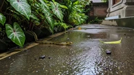 7 Bahan Dekorasi Taman yang Justru Menarik Ular Datang, Singkirkan Barang Ini dari Halaman...