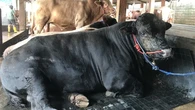 Kenaikan Harga Hewan Kurban di Gunungkidul: Sapi Limosin Dibanderol Rp 90 Juta, Kambing Mu...