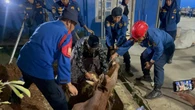 Terperosok ke Lubang di Malam Takbiran, Sapi Kurban Dipotong Darurat
