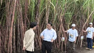 Mentan Tegaskan Komitmen Swasembada Gula di Hadapan Wapres dan Petani