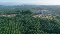 BWPT Siapkan Rp 37,29 Miliar untuk Lunasi Pokok Sukuk
