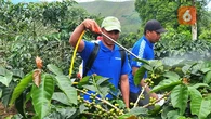 Revitalisasi Kebun Kopi Cikoneng, Diprediksi Bisa Tingkatkan Produktivitas hingga 120 Pers...