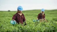 Optimalisasi Lahan Tidur Kebun Teh Bah Butong PTPN IV Regional II Telah Melalui Kajian Men...