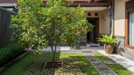 12 Pohon Buah yang Aman Ditanam Dekat Rumah, Buahnya Banyak dan Bisa Dijual Harian