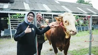 Sapi Lokal Lumajang Berbobot 900 Kg Terpilih Jadi Sapi Kurban Presiden Prabowo