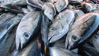 Populasi Ikan Tuna di Dunia Turun Drastis, Ada Apa?