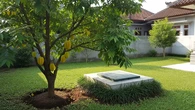 7 Pohon Buah yang Aman Ditanam Dekat Septic Tank, Bisa Jadi Solusi Berkebun di Hunian Semp...
