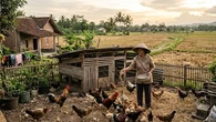 7 Usaha Ternak Modal Kecil Setelah Panen Padi, Tetap Produktif saat Lahan Kosong