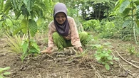 Antara Bisnis Setrum di Sumsel dan Meredupnya Jantung Kehidupan di Telatang Lahat Sumsel