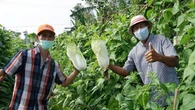 Sinergitas Kementan dengan Kemenko Perekonomian Kembangkan Kemitraan Closed Loop Program Y...