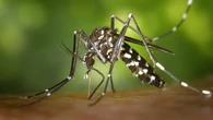 Tantangan Eliminasi Malaria: Nyamuk Tak Kenal Batas Wilayah