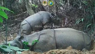 Tobat Ekologis dengan Menyelamatkan Populasi Badak Jawa