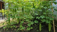 9 Cara Menanam Sayur Pare untuk Hasil Optimal di Lahan Terbatas, Berbuah Lebat dan Cepat P...