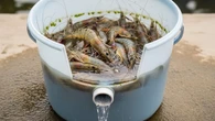 5 Kesalahan Pemula Saat Ternak Udang di Ember Plastik yang Sering Menyebabkan Gagal Panen