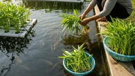 7 Cara Memanfaatkan Air Bekas Kolam untuk Menyiram Tanaman tanpa Merusak Akar dan Media Ta...