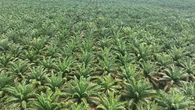 Petani Sumut Dihantui Pencurian Sawit