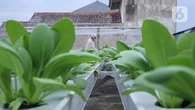 10 Tips Berkebun Tanpa Bau dan Nyamuk di Teras Rumah, Ciptakan Suasana Asri