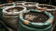 7 Ide Ternak di Karung Bekas yang Mudah Dibuat Pemula, Solusi Cuan Memanfaatkan Barang Bek...