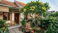 6 Pilihan Pohon Kamboja untuk Rumah Tropis yang Adem, Halaman Lebih Asri