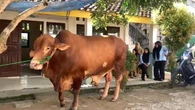 Pesantren di Bandar Lampung Terima Sapi Kurban Presiden Prabowo, Bobot Capai 1 Ton