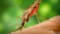 Kenali Ciri-Ciri Nyamuk Anopheles Betina yang Gigitannya Bisa Tularkan Malaria