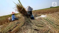 Realisasi Serapan Gabah Petani Dekati 3 Juta Ton dari Target
