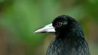 Musim Burung Menukik Berlangsung di Australia, Mau Jemur Pakaian Saja Harus Pakai Helm