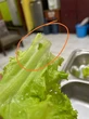 Wali Murid di Sukabumi Keluhkan Menu MBG: Ayam Bau, Sayur Berulat dan Buah Busuk