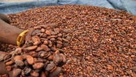 Petani Makin Tak Tertarik Berbudidaya Kakao, Ini Gara-garanya