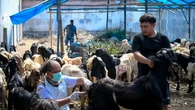 Jelang Iduladha 2025, Dinas Pertanian Sisir Lapak Hewan Kurban di Banyuwangi