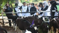 Kabupaten Tubaba Targetkan 500 Ekor Hewan Ternak Ikut AUTS/K