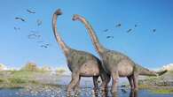 Brontosaurus, Dinosaurus Sauropoda Terbesar yang Pernah Hidup