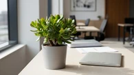 13 Tanaman Feng Shui Pembawa Rezeki di Kantor, Diyakini Menarik Energi Positif dan Kelanca...