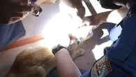 Cerita Petugas Damkar Lepaskan Kepala Kucing Nyangkut Kaleng Makanan