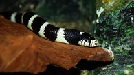 Gigitan Ular Weling Bisa Mematikan, Ini 5 Cara Menyelamatkan Diri ala Pakar Herpetologi IP...