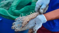 Jadi Produsen Udang Terbesar Dunia, Ini Hambatan Terberat RI