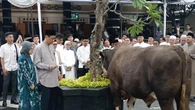 Purbaya Yudhi Sadewa Kurban 2 Sapi Swiss Berbobot 890 Kg