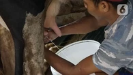 Sapi Juga Bisa Alami Mastitis yang Bikin Produksi Susu Turun, Begini Ciri-Cirinya